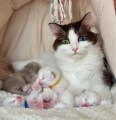 Baby born plus budka dla kota - zdjęcie Klienta