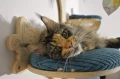 DRZEWKO WIERZBA CAT (P) - drapak na ścianę dla kota
