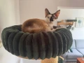 OPONKA FUR RZEP – legowisko dla kota