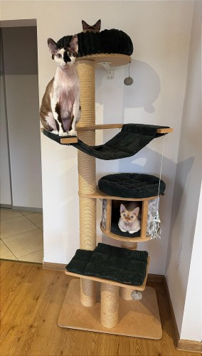 HAMAK 75×35 cm z tunelami do drapaków innych marek