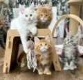 Drapak BABYSITTER dla kota | strefa zabawy i odpoczynku