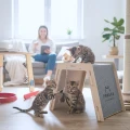 Drapak BABYSITTER dla kota | strefa zabawy i odpoczynku