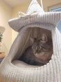 CAT CAB FLAP - budka dla kota