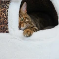 CAT CAB IGLOO | stabilna budka dla kota i pieska | Ø 50 cm