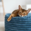 PUFA FUR ANTYSTRESOWA WYSOKA - legowisko dla kota