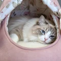 CAT CAB ROYAL – stabilna budka dla kota i pieska