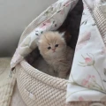 BONBON – budka dla kota z guziczkami