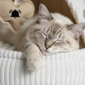 RATTLE CAT CAP LOVE NATURAL | stabilna budka dla kota z zabawką | Ø 50 cm