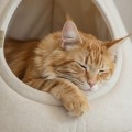 Budka dla kota CAT CAB | domek dla kota | stabilna