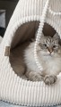 Budka dla kota CAT CAB | domek dla kota | stabilna