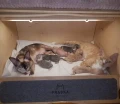 PORODÓWKA PRINCESS PREMIUM  - porodówka dla kota - miot - hodowca kotów rasowych - PRASKA